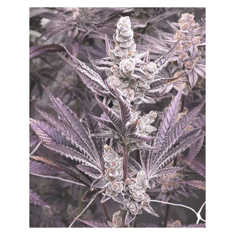 Lil Sumpin Sumpin semi femminizzati Solfire Gardens