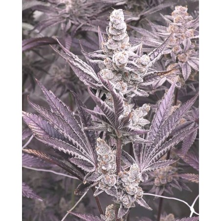 Lil Sumpin Sumpin semi femminizzati Solfire Gardens