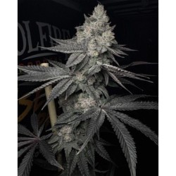 Lucid Vision semi femminizzati Solfire Gardens