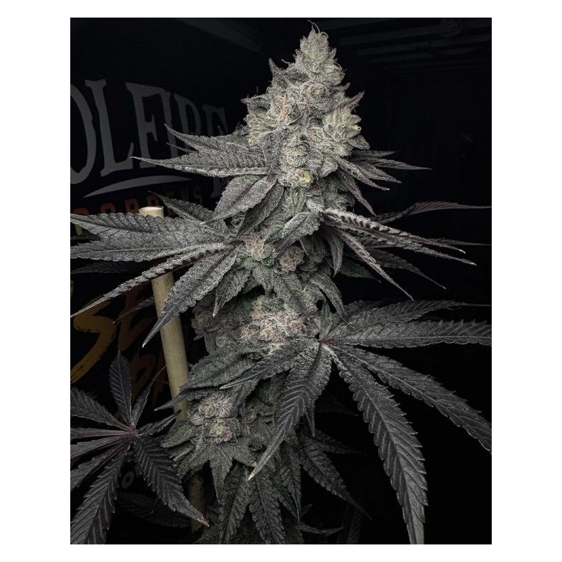 Lucid Vision semi femminizzati Solfire Gardens