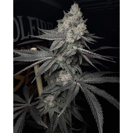 Lucid Vision semi femminizzati Solfire Gardens