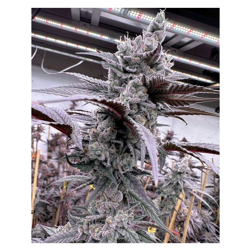 Lung Buster semi femminizzati Solfire Gardens