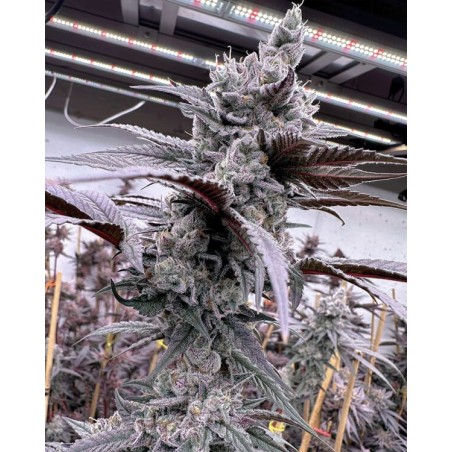 Lung Buster semi femminizzati Solfire Gardens