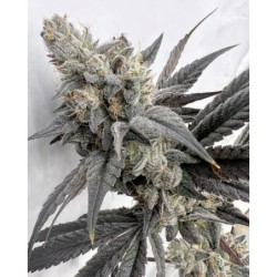 Mega Mind semi femminizzati Solfire Gardens