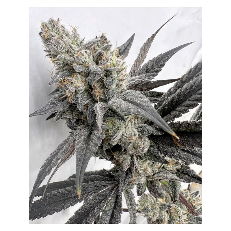 Mega Mind semi femminizzati Solfire Gardens