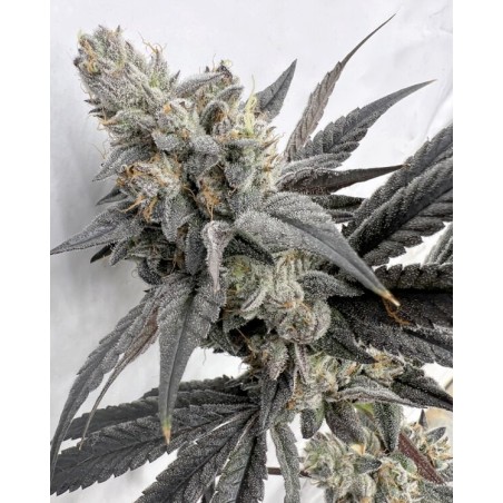 Mega Mind semi femminizzati Solfire Gardens