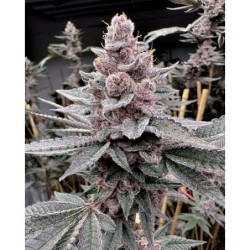 Miami Madness semi femminizzati Solfire Gardens