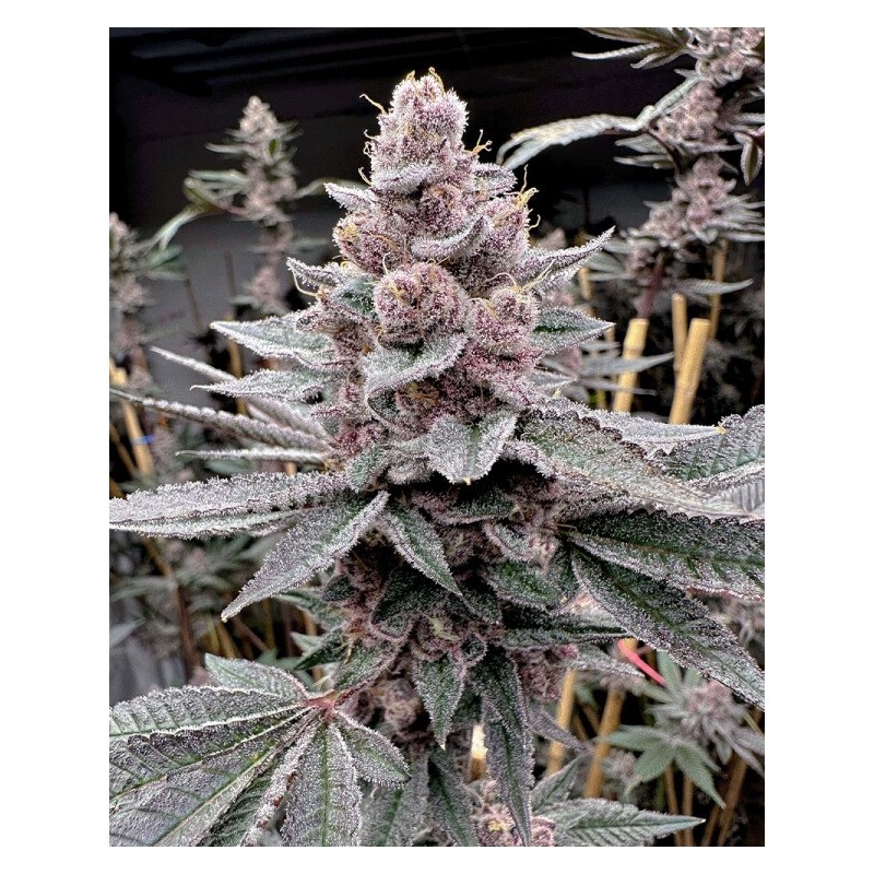 Miami Madness semi femminizzati Solfire Gardens