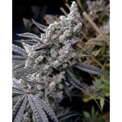 Pineapple Pucker semi femminizzati Solfire Gardens