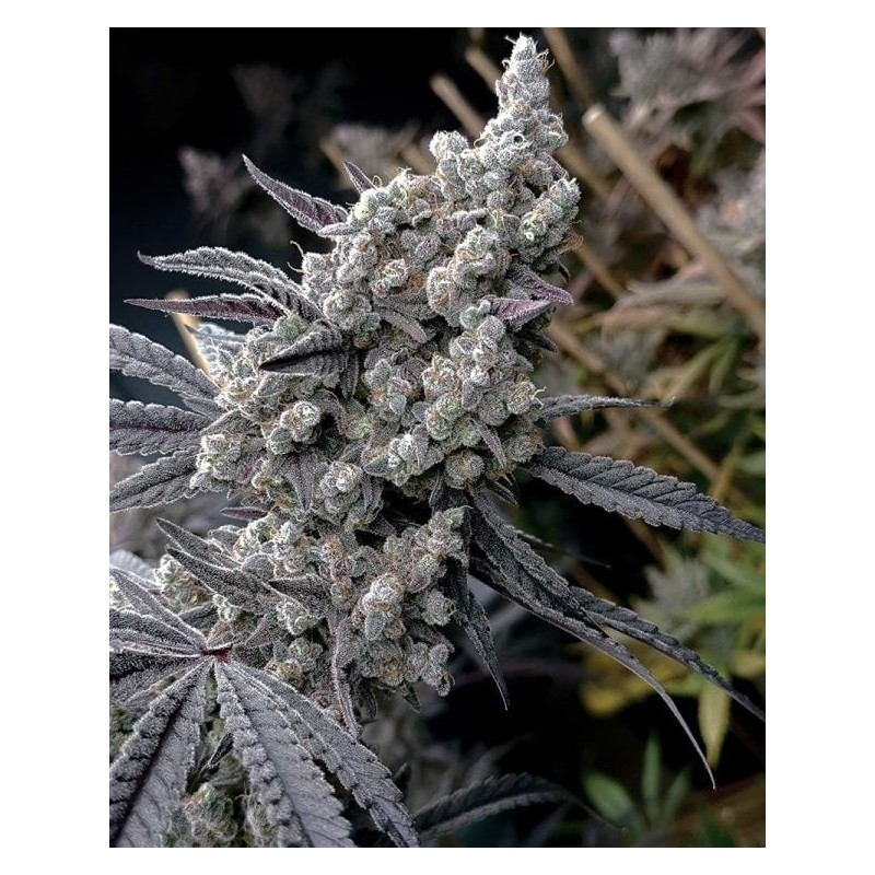 Pineapple Pucker semi femminizzati Solfire Gardens