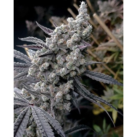 Pineapple Pucker semi femminizzati Solfire Gardens