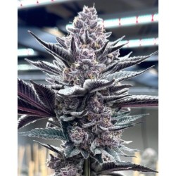 Pink Milk semi femminizzati Solfire Gardens