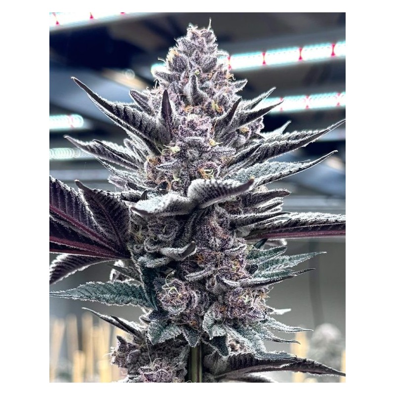Pink Milk semi femminizzati Solfire Gardens