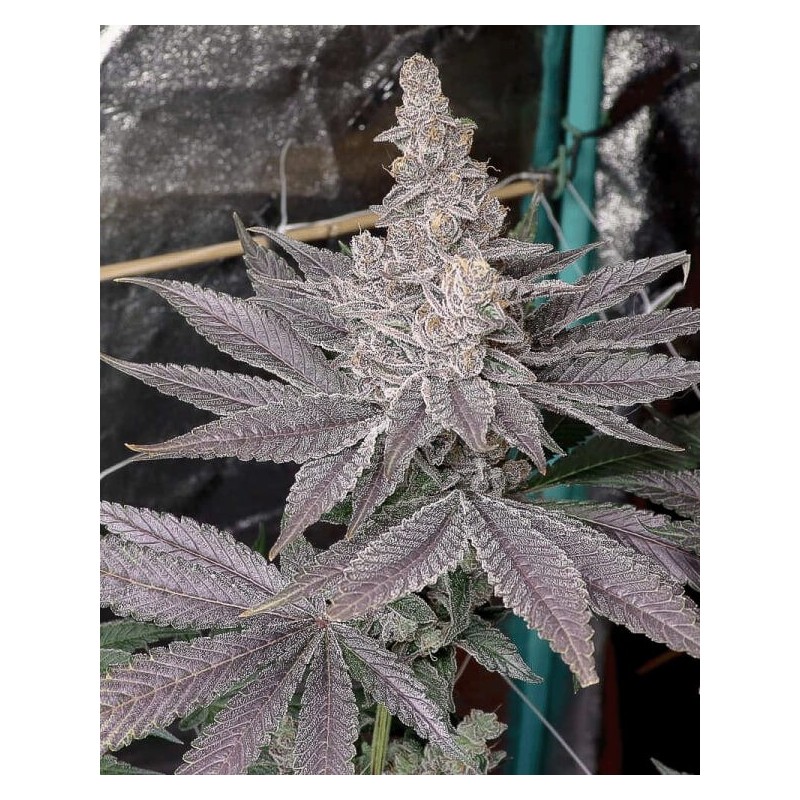 Swolfire semi femminizzati Solfire Gardens