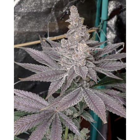 Swolfire semi femminizzati Solfire Gardens