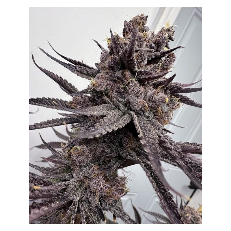 Trap God semi femminizzati Solfire Gardens