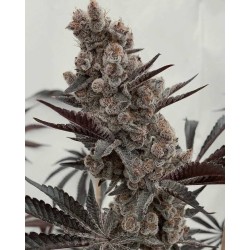Bahama Mama S1 Solfire Gardens | Semi femminizzati
