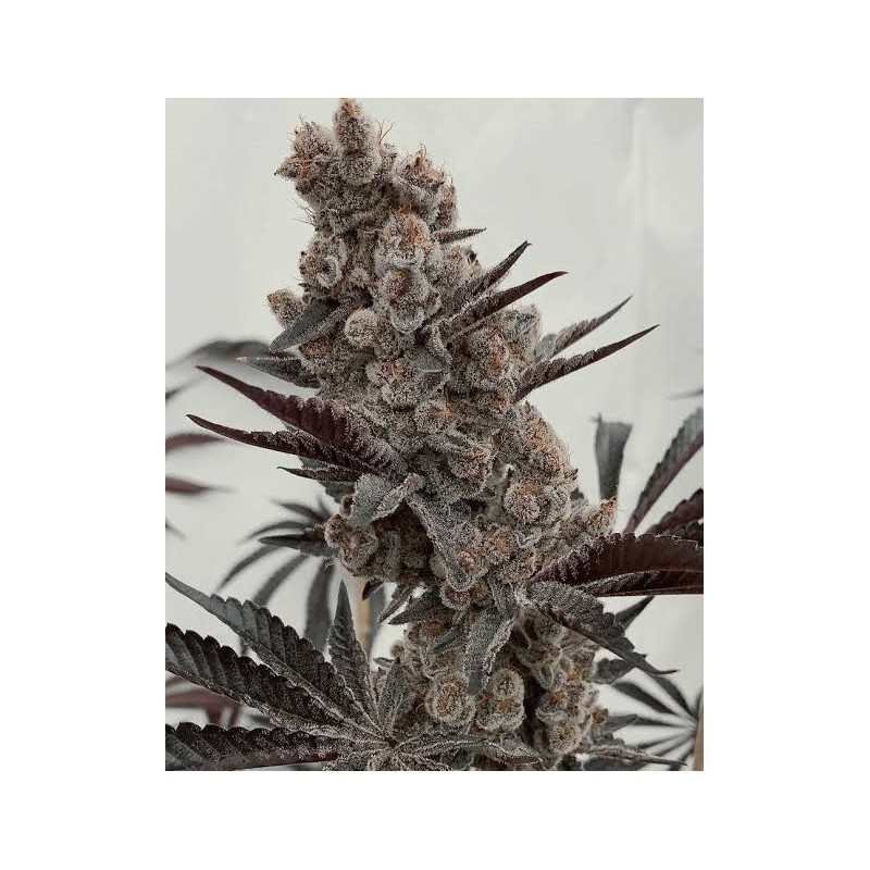 Bahama Mama S1 Solfire Gardens | Semi femminizzati