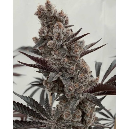 Bahama Mama S1 Solfire Gardens | Semi femminizzati