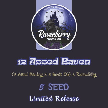 12 Assed Raven Mephisto Genetics - cime