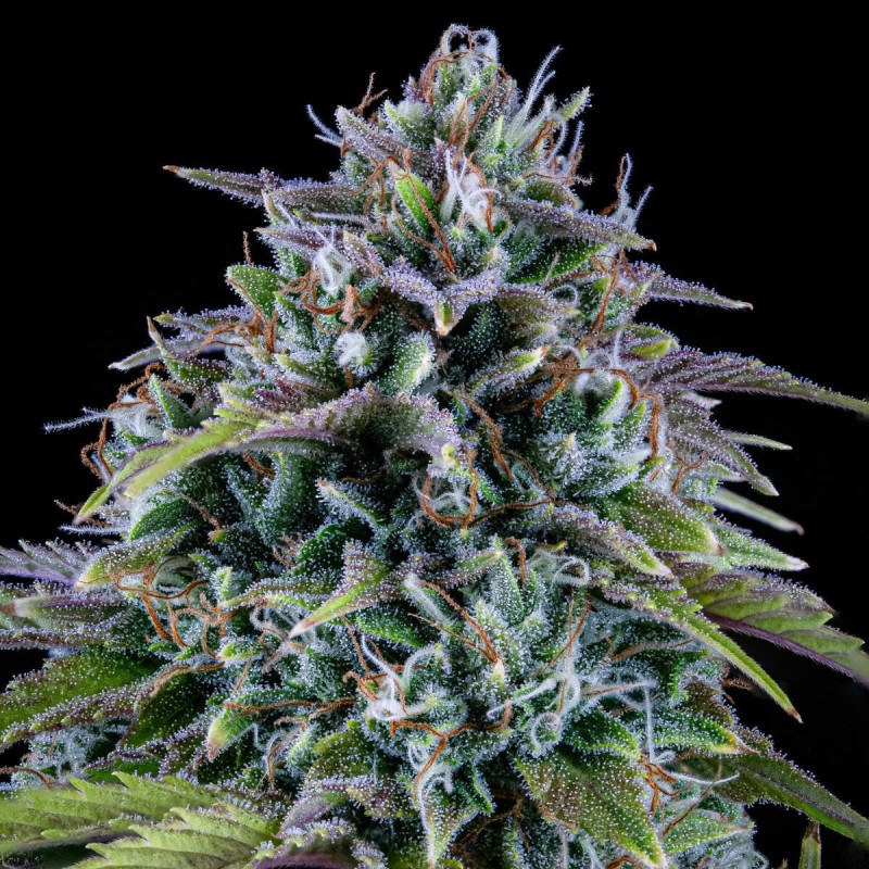 24 Carat Mephisto Genetics - cime
