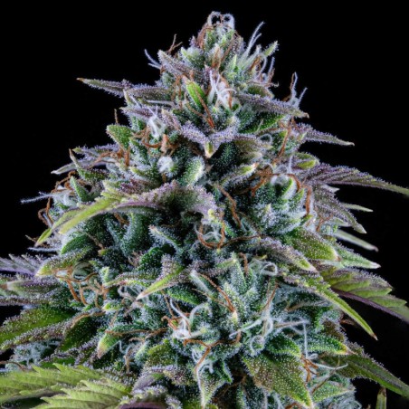24 Carat Mephisto Genetics - cime