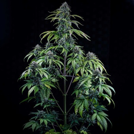 24 Carat Mephisto Genetics - cime 2