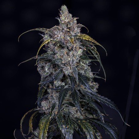 3 Bears OG Mephisto Genetics - cime