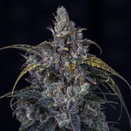 3 Bears OG Mephisto Genetics - cime 2