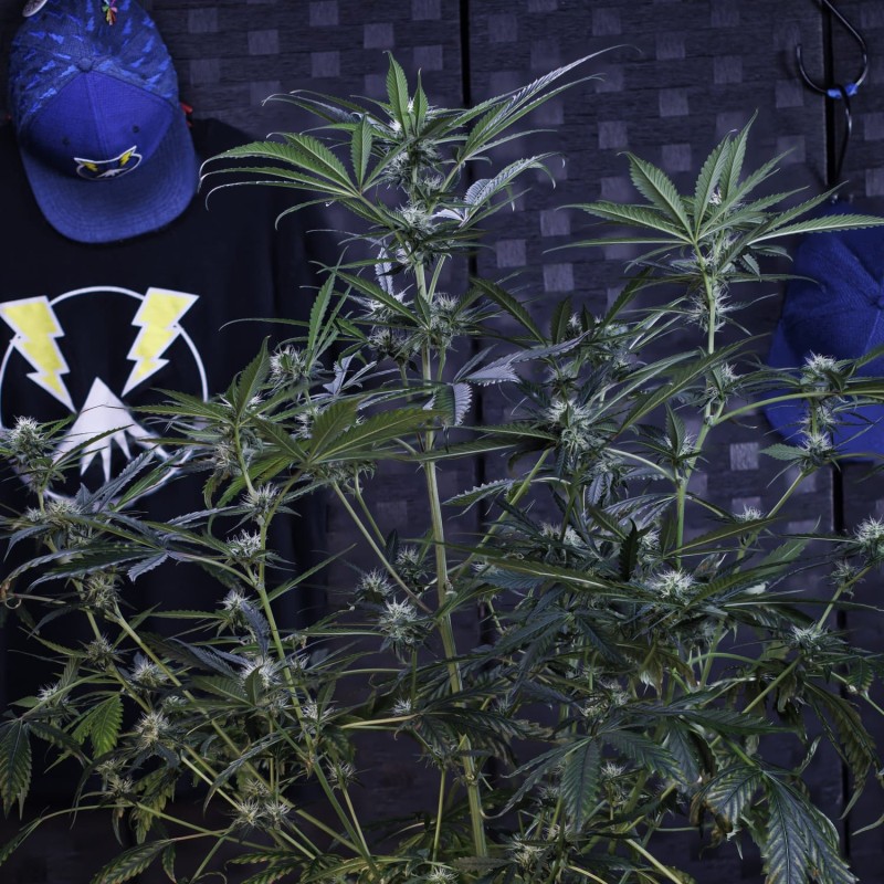 3 Bears OG Mephisto Genetics - cime 7