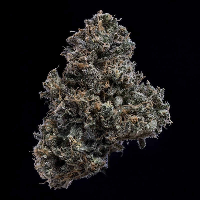 3 Bears OG Mephisto Genetics - cime 10