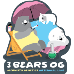 3 Bears OG Mephisto Genetics - immagine ufficiale 11