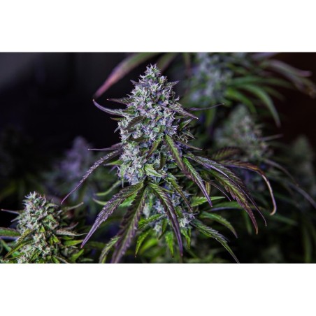3wok OG Mephisto Genetics - cime