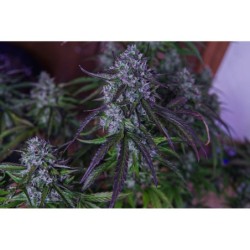 3wok OG Mephisto Genetics - immagine ufficiale 2