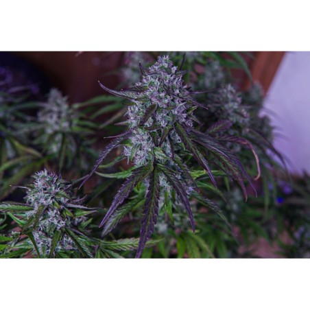 3wok OG Mephisto Genetics - immagine ufficiale 2