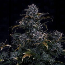 4 Assed Monkey Mephisto Genetics - cime