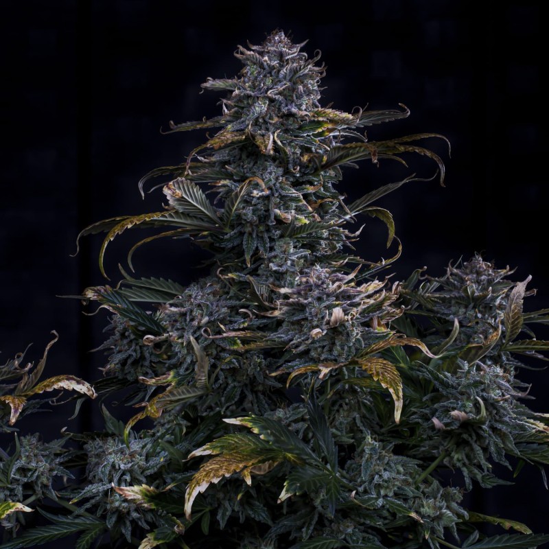 4 Assed Monkey Mephisto Genetics - cime