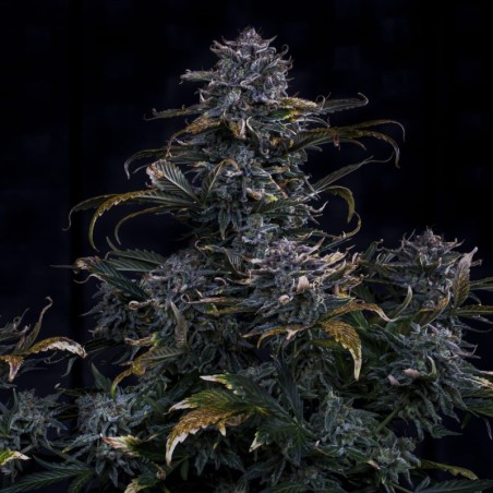 4 Assed Monkey Mephisto Genetics - cime