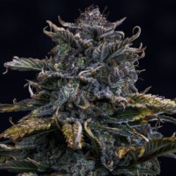4 Assed Monkey Mephisto Genetics - cime 2