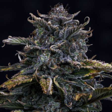 4 Assed Monkey Mephisto Genetics - cime 2