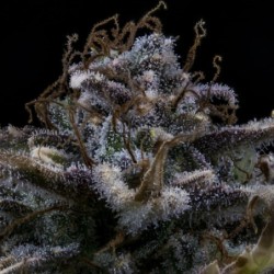 4 Assed Monkey Mephisto Genetics - cime 3