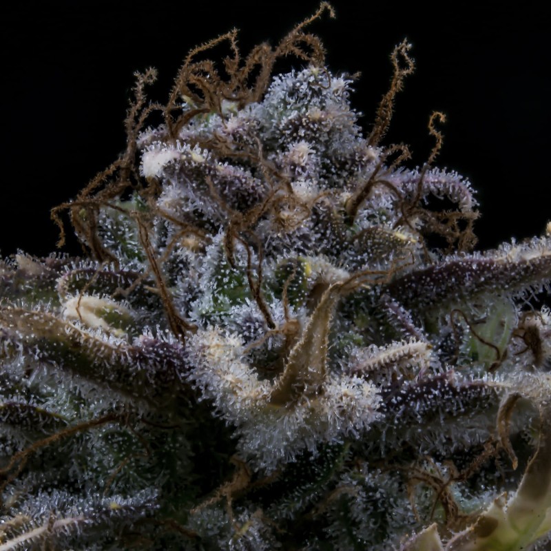 4 Assed Monkey Mephisto Genetics - cime 3