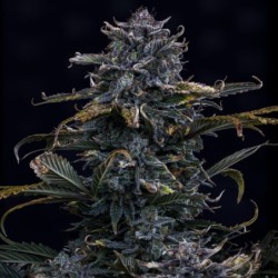 4 Assed Monkey Mephisto Genetics - cime 4