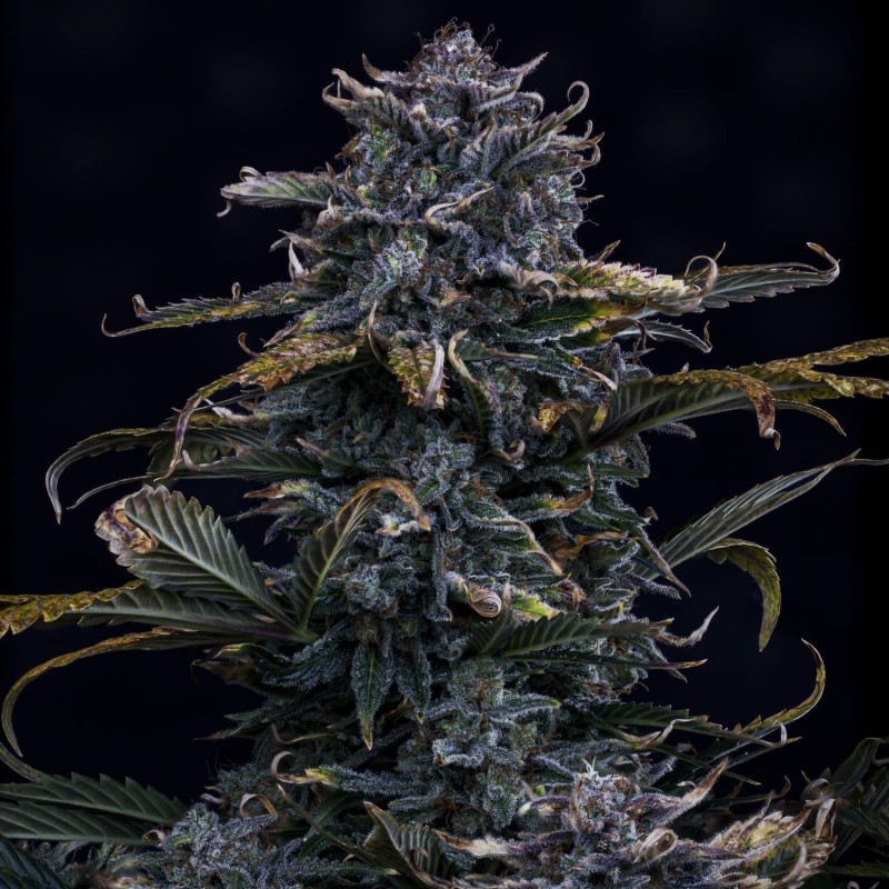 4 Assed Monkey Mephisto Genetics - cime 4
