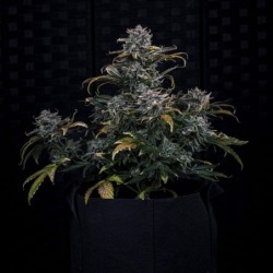 4 Assed Monkey Mephisto Genetics - cime 5