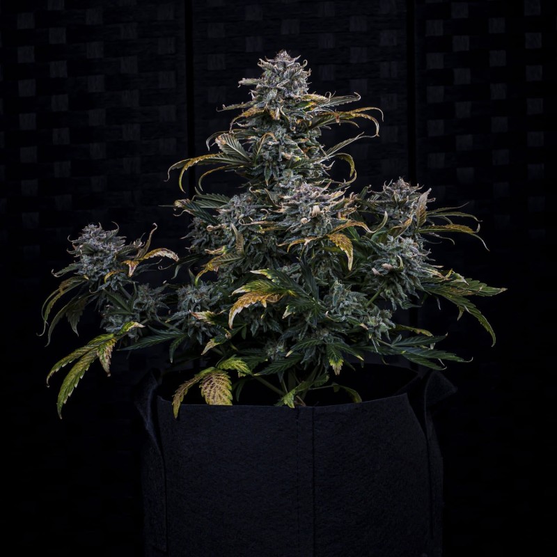 4 Assed Monkey Mephisto Genetics - cime 5