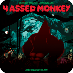 4 Assed Monkey Mephisto Genetics - immagine ufficiale 6