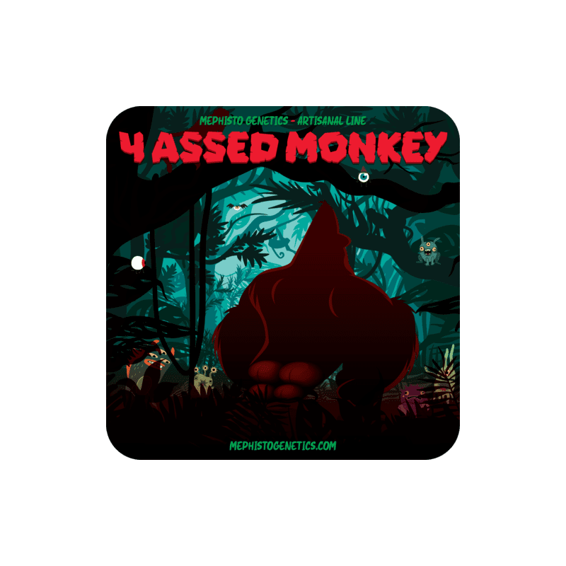 4 Assed Monkey Mephisto Genetics - immagine ufficiale 6