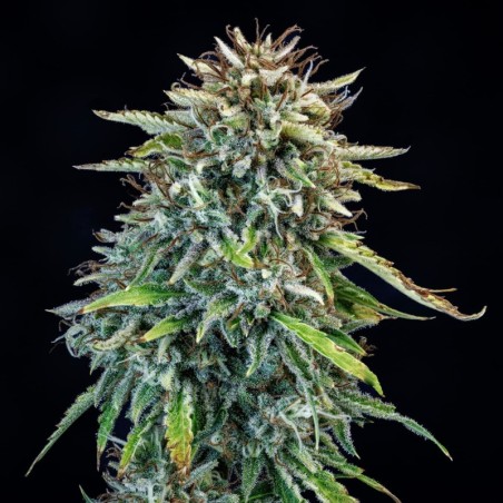 505 Headbanger Mephisto Genetics - cime