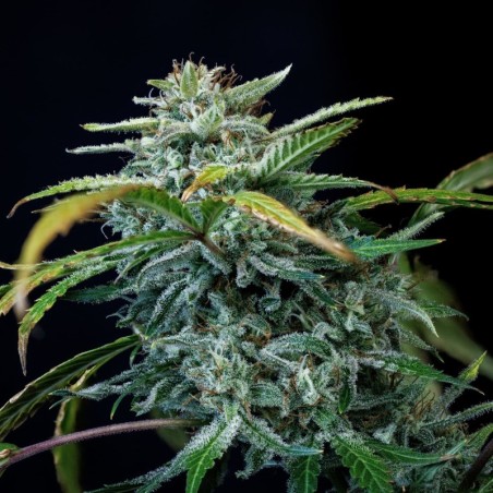 505 Headbanger Mephisto Genetics - cime 2